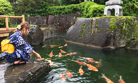 小千谷市錦鯉之里