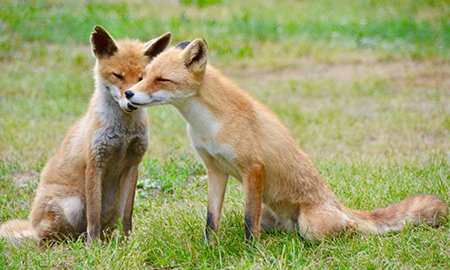北狐牧場（北見狐狸村）