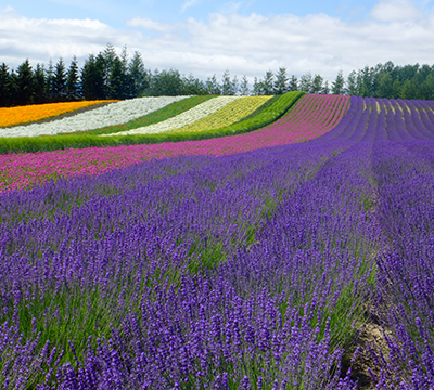 北海道四季全攻略