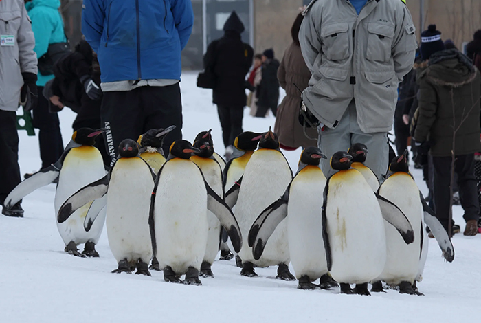 旭山動物園 以「行動展示」聞名，讓遊客能近距離觀察動物們在模擬自然環境中的生動樣貌，深受親子喜愛。