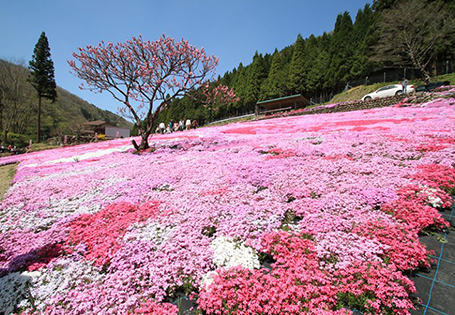 [長榮]立山芝櫻紫藤祭五日