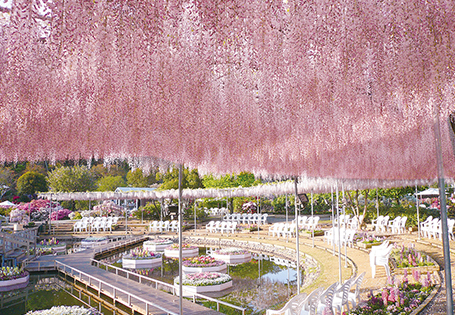 [日航]立山雪壁紫藤花六日