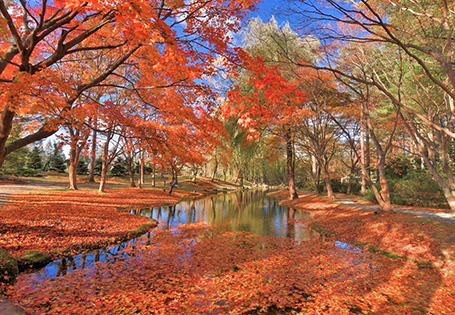 [長榮]道東紅葉賞鮭溫泉五日