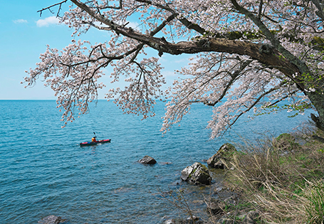 [長榮]櫻舞關西花見之旅五日
