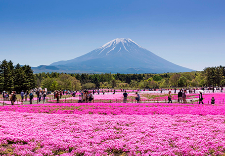 [長榮]關東富士芝櫻饗宴五日