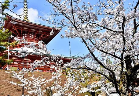 [長榮]春櫻東京粉色物語七日