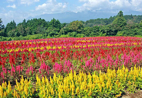[長榮]南東北夏日風情之旅五日