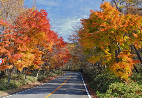 [長榮]盛楓南東北日光那須六日