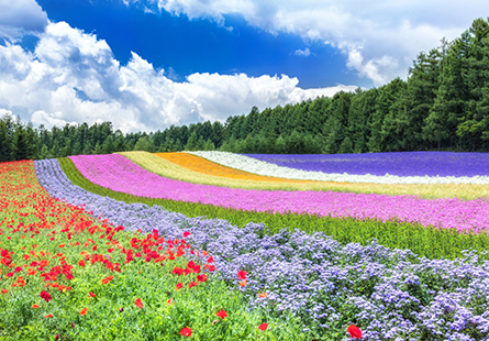 [長榮]夏戀北海道五日
