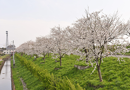 [長榮]春櫻祕境 關東花見線之旅六日