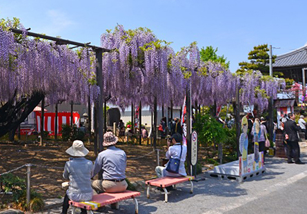 [長榮]立山芝櫻紫藤祭五日