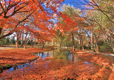 [長榮]道東紅葉賞鮭溫泉五日