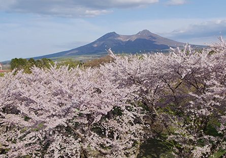 [長榮]北海道花海浪漫行五日