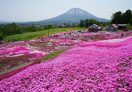 [長榮]北海道春夏輕鬆遊五日