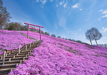 [JL PAK日本假期]花現北海道七日