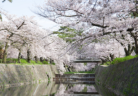 [長榮]櫻舞關西花見之旅五日
