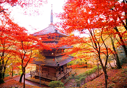 [長榮]楓行伊根秋走關西五日