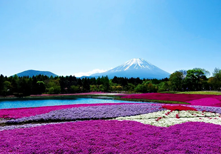 [長榮]關東富士芝櫻饗宴五日