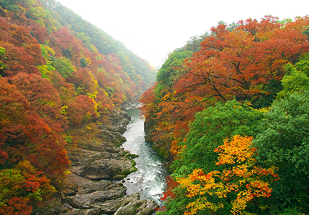 [長榮]越後雪月花彌彥菊花祭浪漫之旅七日