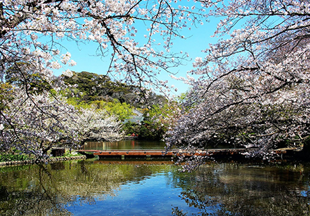 [長榮]關東古都春櫻巡禮五日