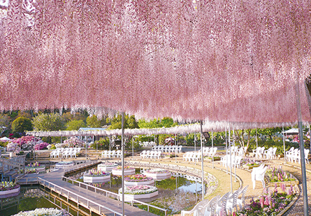 [JL PAK日本假期]櫻花雪舞在東北×足利紫藤花瀑七日