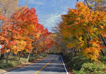 [長榮]盛楓南東北日光那須六日