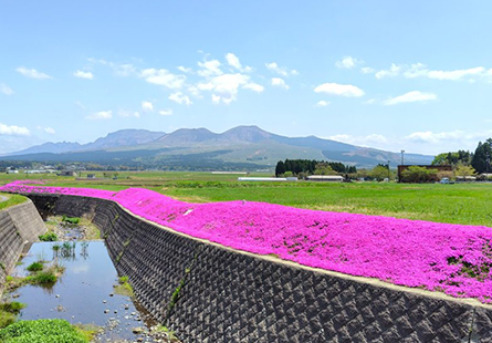 [長榮]花開九州浪漫紫籐芝櫻五日