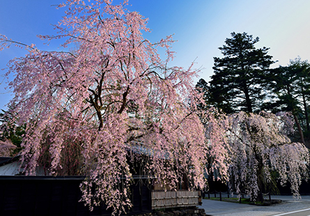 [虎航]東北櫻物語五日